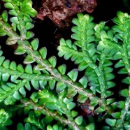 Selaginella obtusa.petite patte de lézard.selaginellaceae.indigène Réunion..jpeg